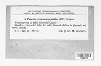 Puccinia arnicae-scorpioidis image